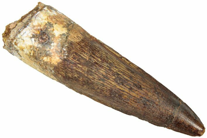 Fossil Spinosaurus Tooth - Real Dinosaur Tooth #312939